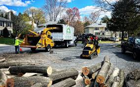 Best Storm Damage Tree Cleanup  in Hyde Park, UT