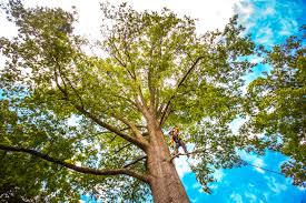 Best Hazardous Tree Removal  in Hyde Park, UT