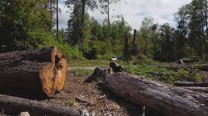 Trusted Hyde Park, UT Tree Care Experts