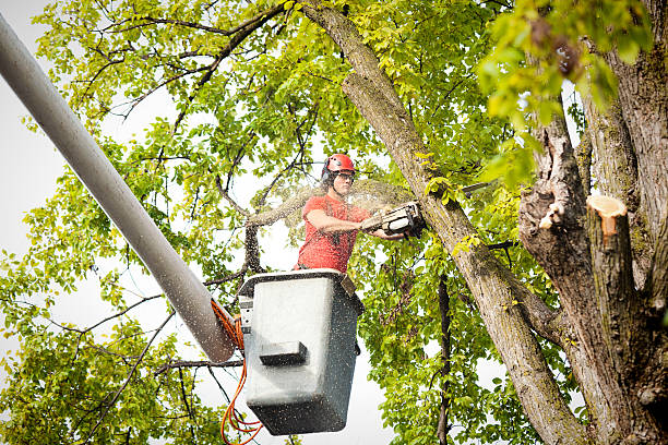 Best Emergency Tree Removal  in Hyde Park, UT
