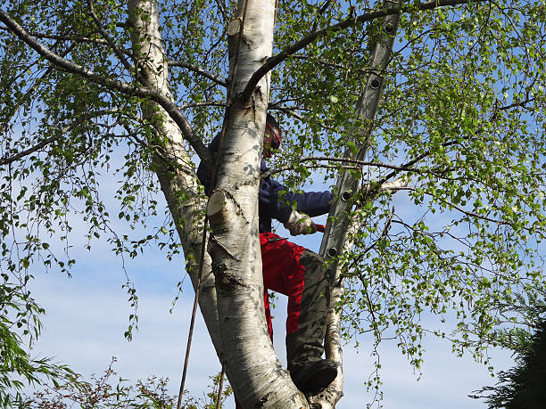 How Our Tree Care Process Works  in  Hyde Park, UT
