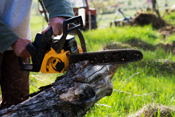 Best Tree and Shrub Care  in Hyde Park, UT