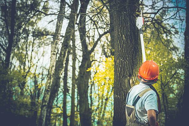 Best Tree Mulching  in Hyde Park, UT