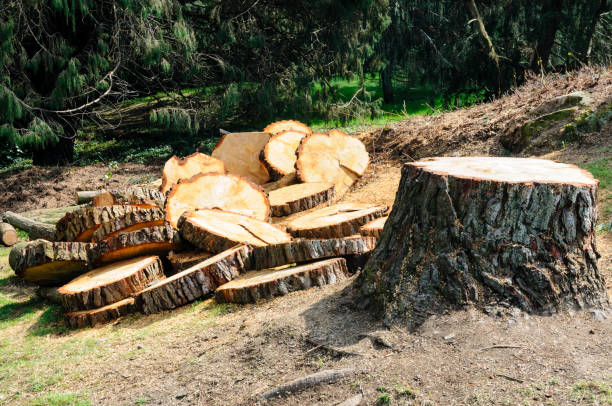 Best Tree Removal  in Hyde Park, UT